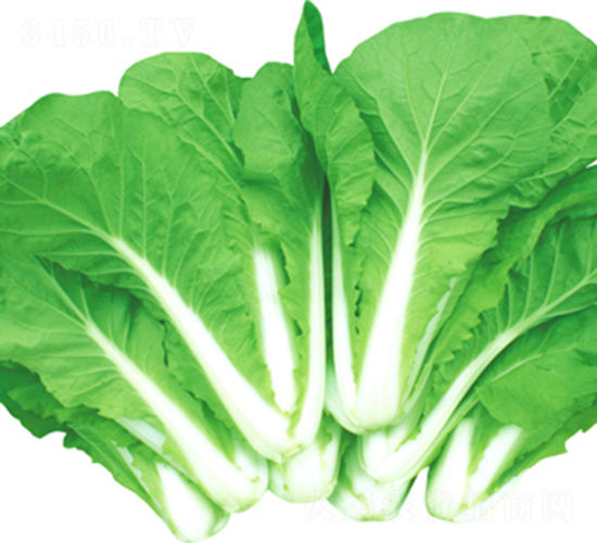 ����-�ײ˷N��-���߷N��