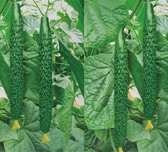 �Ͽ�6̖-�S�ϷN��-���߷N��