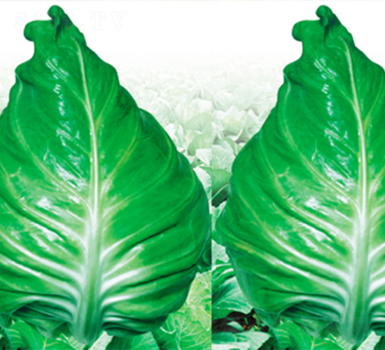 ���S-���{�N��-���߷N��