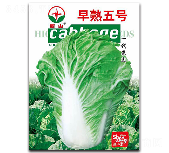 早熟五號-白菜種子-西由