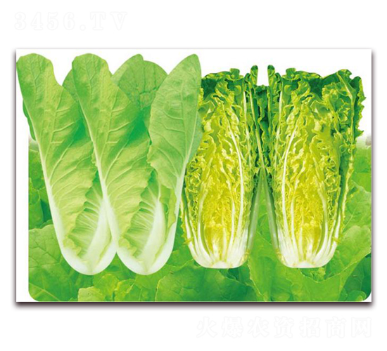 ���Ϳ��-�ײ˷N��-�����o