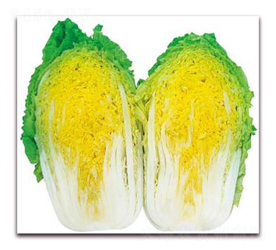 吉青大娃娃-娃娃菜種子-新世紀