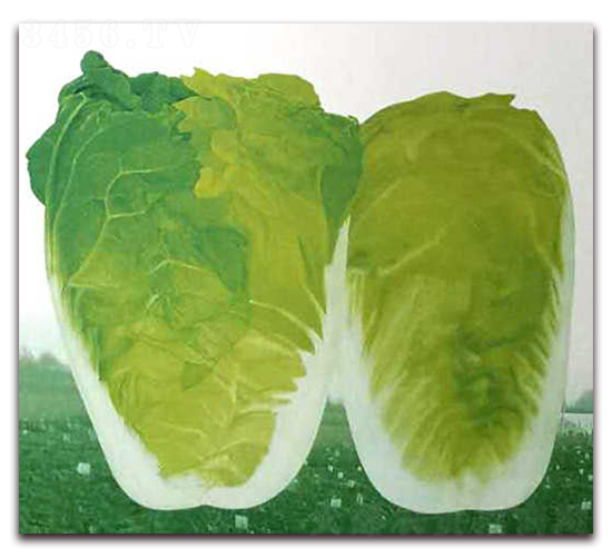 ��{���޲�-���޲˷N��-�����o