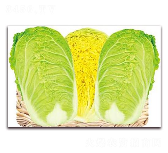 黃金大娃娃-娃娃菜種子-新世紀(jì)