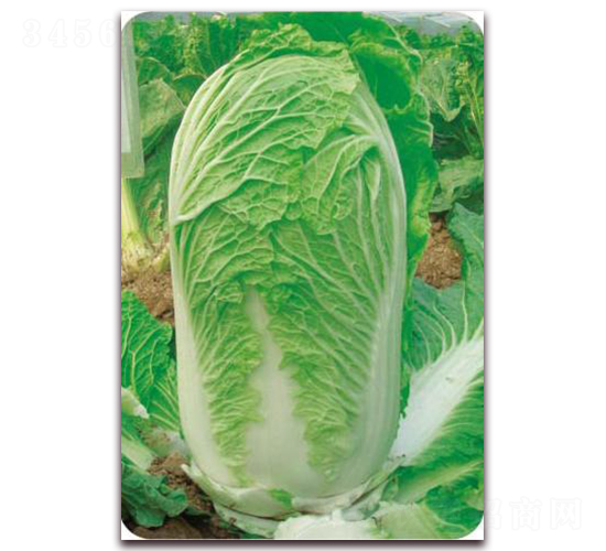 ���ݰ�̖-�ײ˷N��-�����o