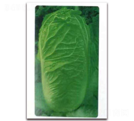 ��G65-�ײ˷N��-�����o(j��)