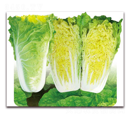 ��{58-�ײ˷N��-�����o