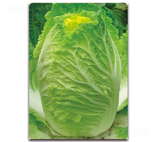 �S����-�ײ˷N��-�����o