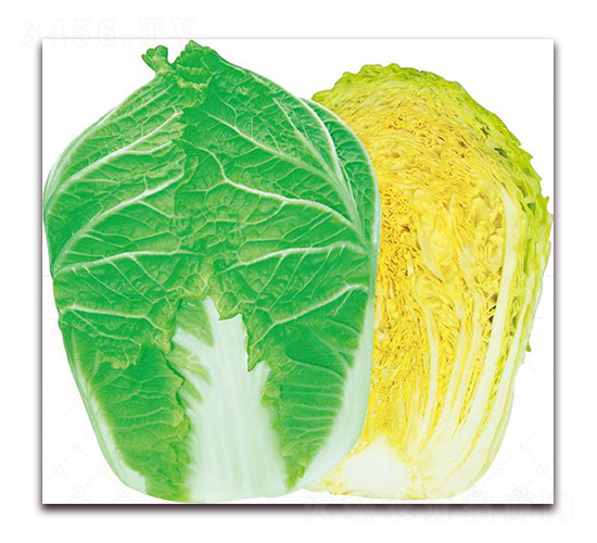 ��{�ʹ�-�ײ˷N��-�����o