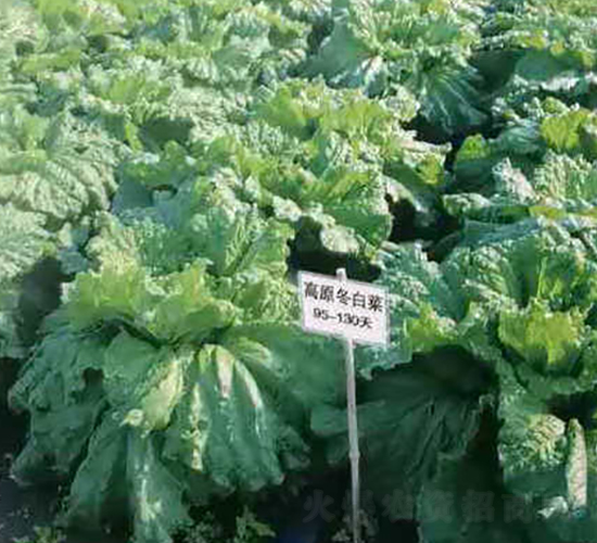 ��ԭ���ײ�-�ײ˷N��-�����o