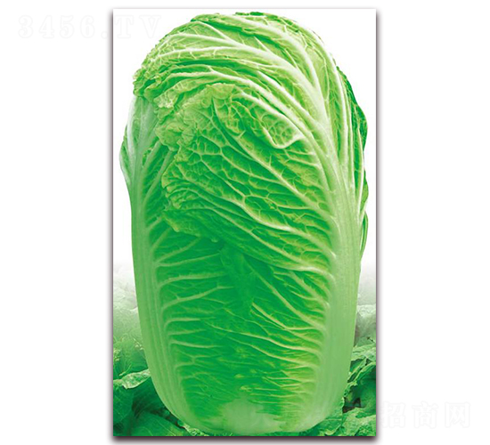 ���ݾ�̖-�ײ˷N��-�����o