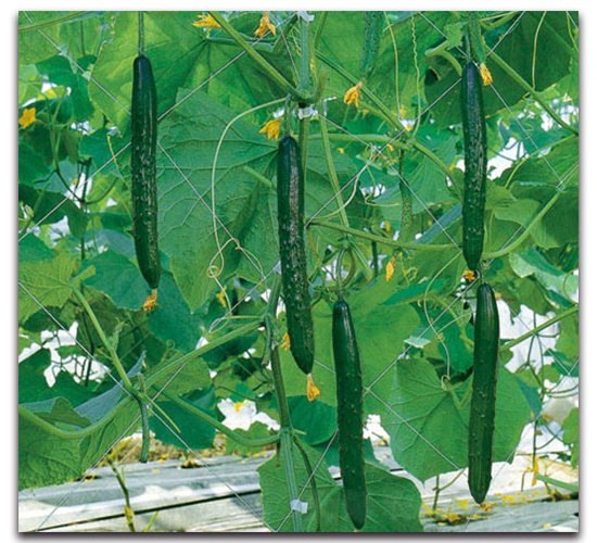 �Ϻ���̖-�S�ϷN��-�r����