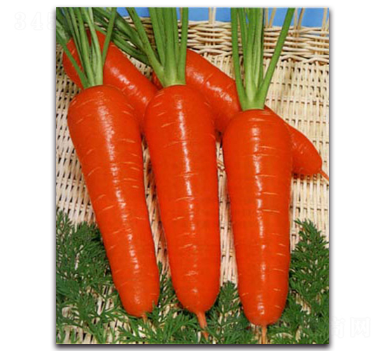 ���P�r�t���-���}���N��-�r(n��ng)����