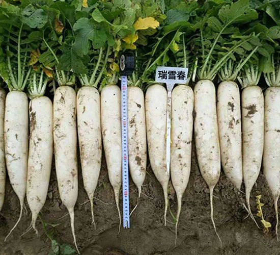 ��ѩ��-�}���N��-�r����