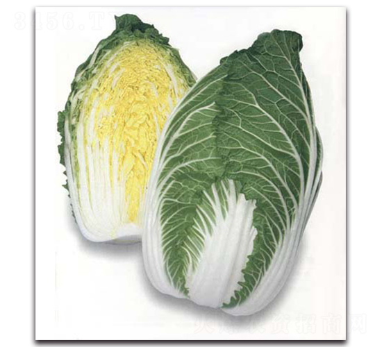 ���\-��ײ˷N��-�r����