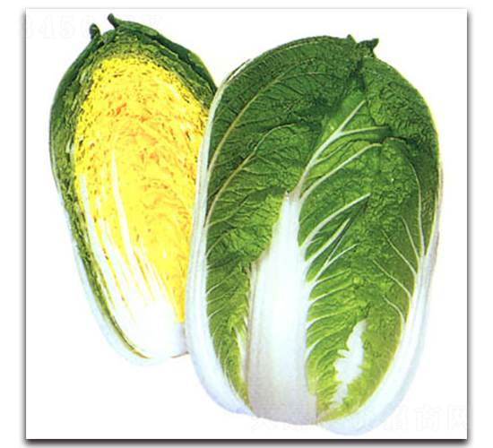 耐病天福-大白菜種子-農播王