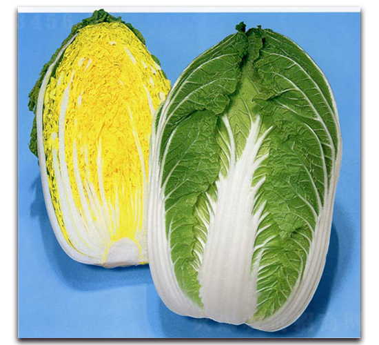 天福超黃-大白菜種子-農播王