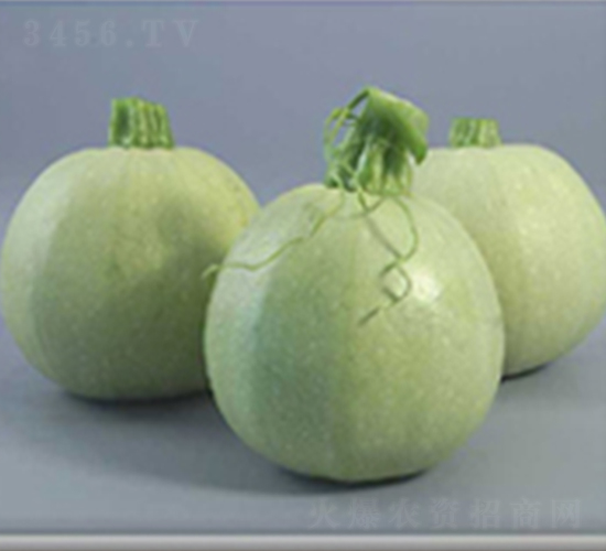 圓球西葫-西葫蘆種子-魯種