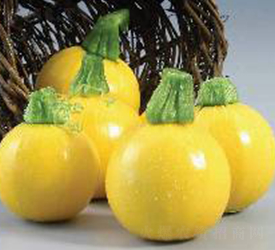 威貝西葫-西葫蘆種子-魯種