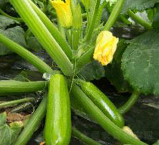 卡斯特羅-西葫蘆種子-魯種