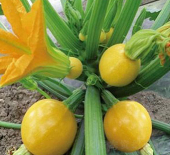 特色西葫蘆-西葫蘆種子-魯種