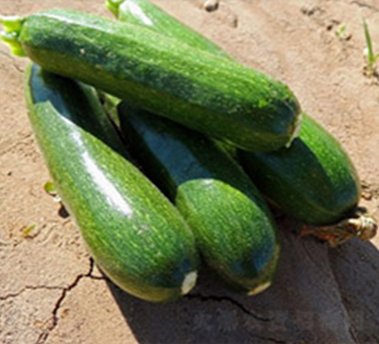 特色西葫蘆五-西葫蘆種子-魯種