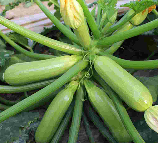 魯葫1號-西葫蘆種子-魯種