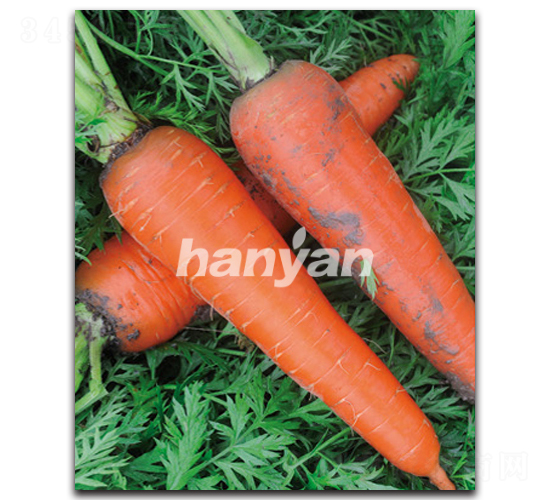 漢譽六號-胡蘿卜種子-漢研
