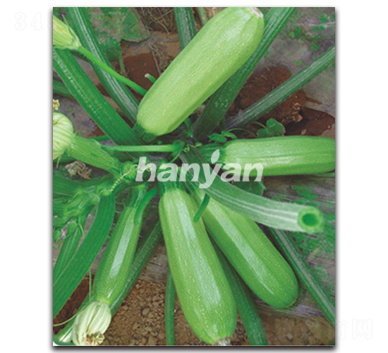 漢園冬麗-西葫蘆種子-漢研