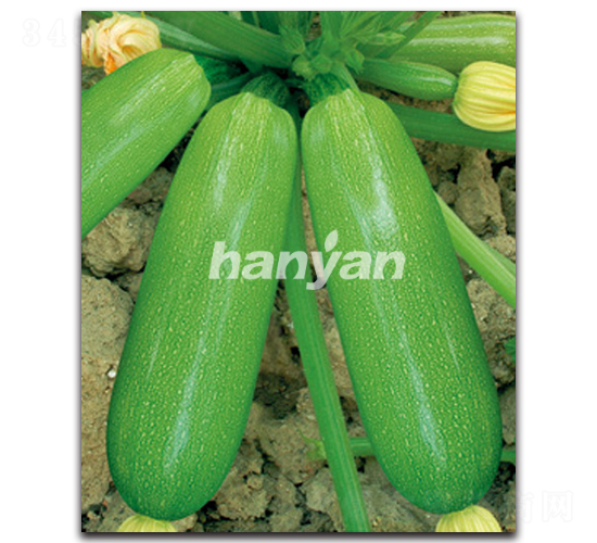 漢園冬圣-西葫蘆種子-漢研