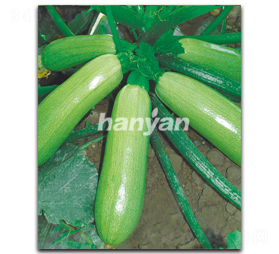 漢園寒綠-西葫蘆種子-漢研