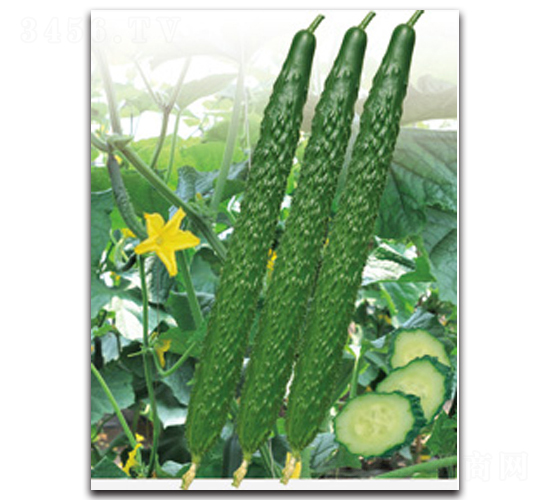 �h��12̖-�S�ϷN��-�h��