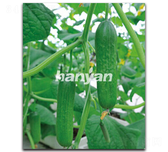 �h������3̖(h��o)-�S�ϷN��-�h��