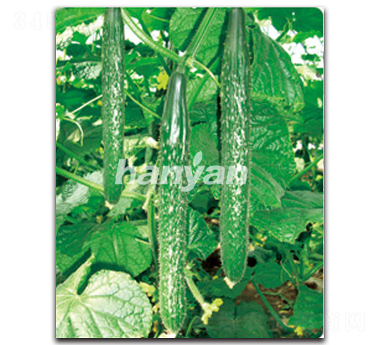 漢研8號-黃瓜種子-漢研