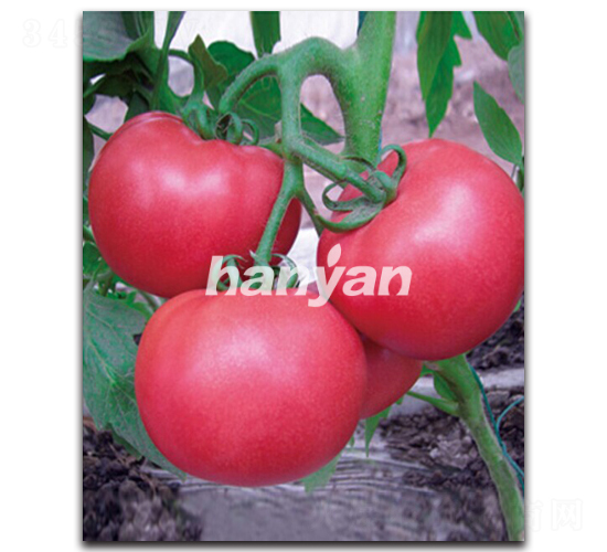 �h�۶�̖-���ѷN��-�h��