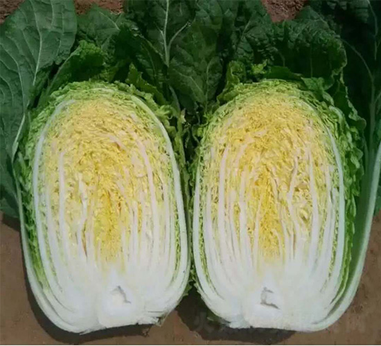 ȫ��1̖-�ײ˷N��-���N