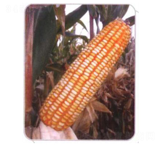 LZ04-���׷N��-���N