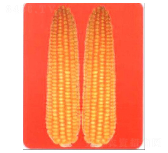 LZ9168-玉米種子-魯種