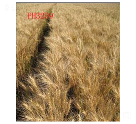 山農(nóng)12號-小麥種子-魯種