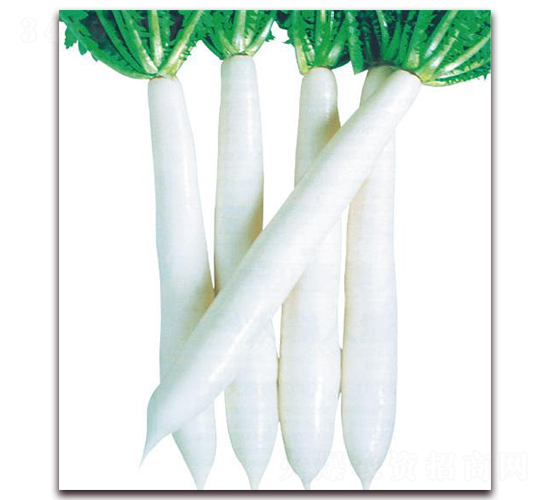 �L��ɽ-�}���N��-�����r�I(y��)