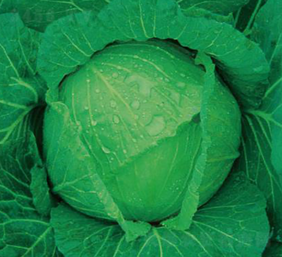 �������{-���{�N��-�����r�I