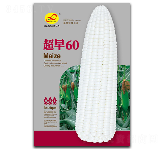 超早60-糯玉米種子-昊晟種業
