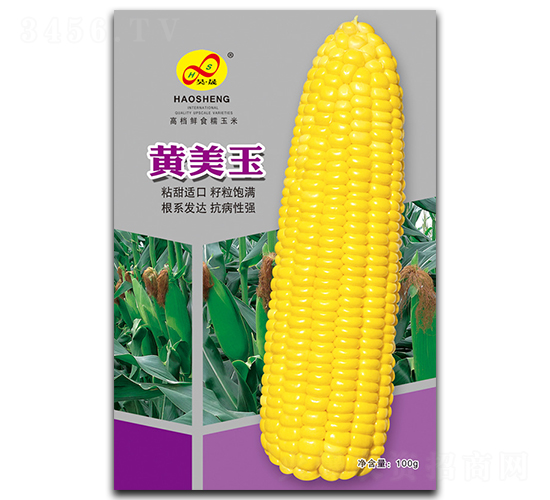 黃美玉-糯玉米種子-昊晟種業