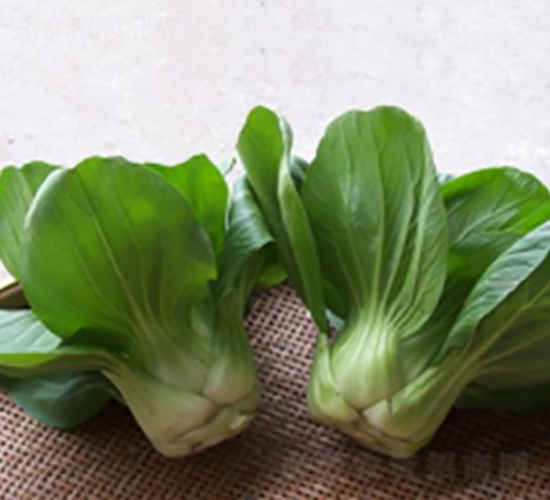 迷你青-青梗菜種子-申耕農業