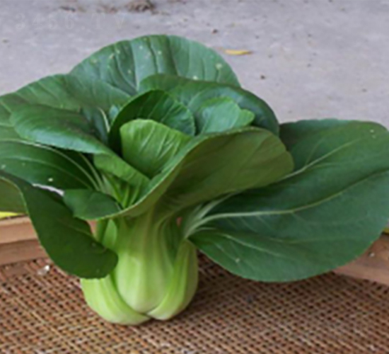 長征二號青梗菜-青梗菜種子-申耕農業