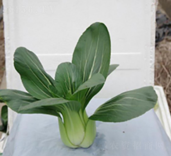 �L����̖-�๣�˷N��-����r�I