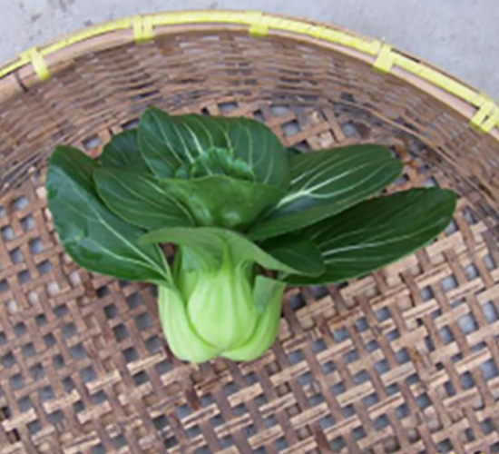 青山-青梗菜種子-申耕農業