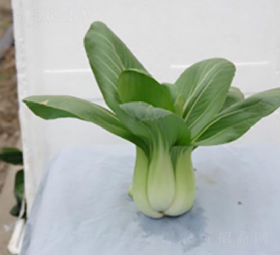 中箕605-青梗菜種子-申耕農業