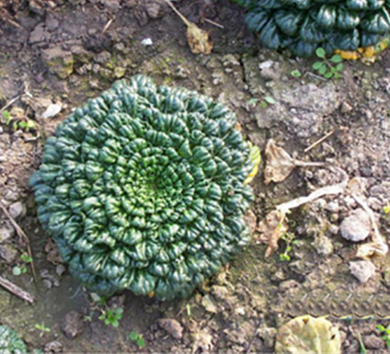 小八葉塌菜-青梗菜種子-申耕農(nóng)業(yè)