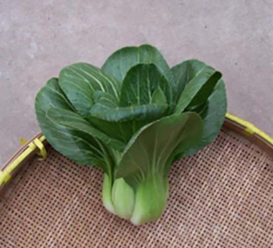 五月慢-青梗菜種子-申耕農業